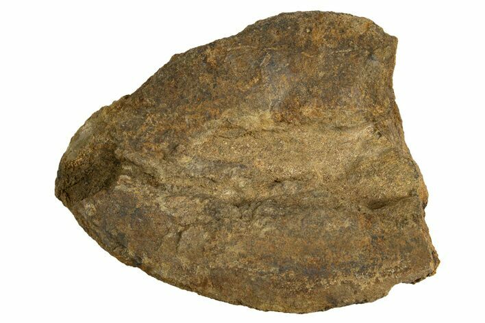 Fossil Dinosaur Vertebra Centrum - Judith River Formation #326438